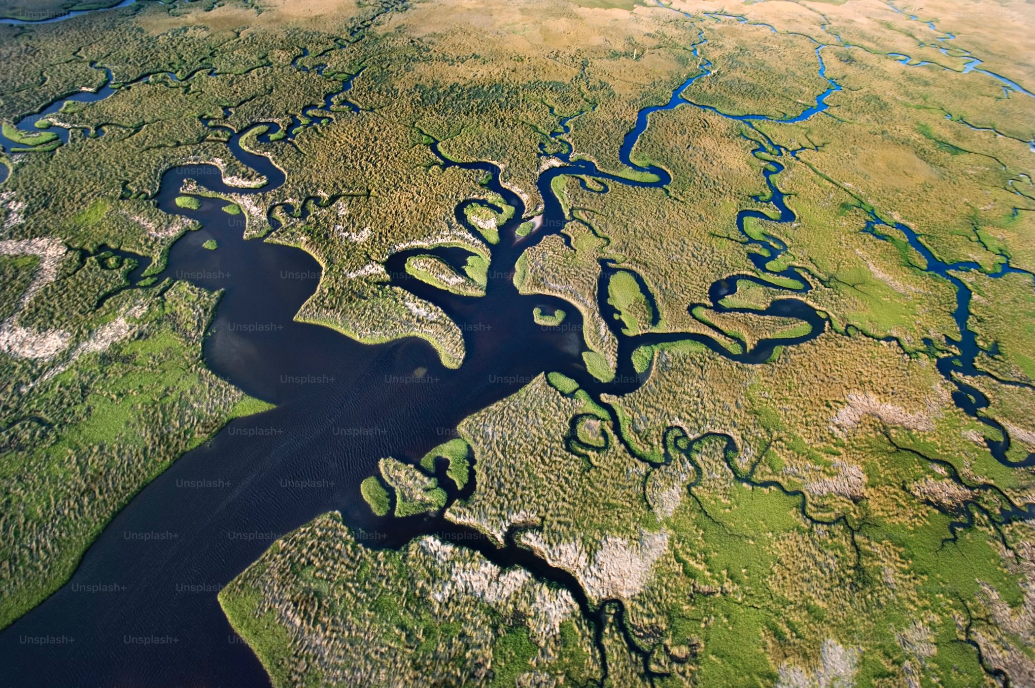 Aerial view of rivers branching through a green delta